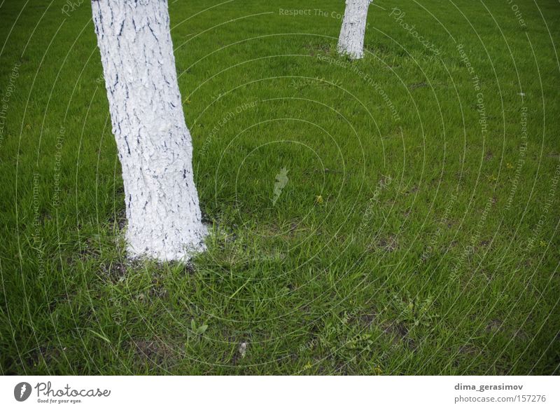 Green Grass Tree White Nature Strange Moscow Summer Colour Exterior shot