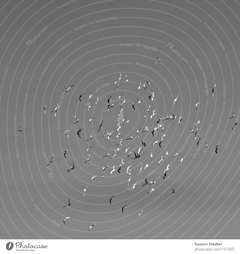 Birdie, birdie.... Flock of birds Swallow Flying Wing Together Society Nest Sing Aviation collaborative