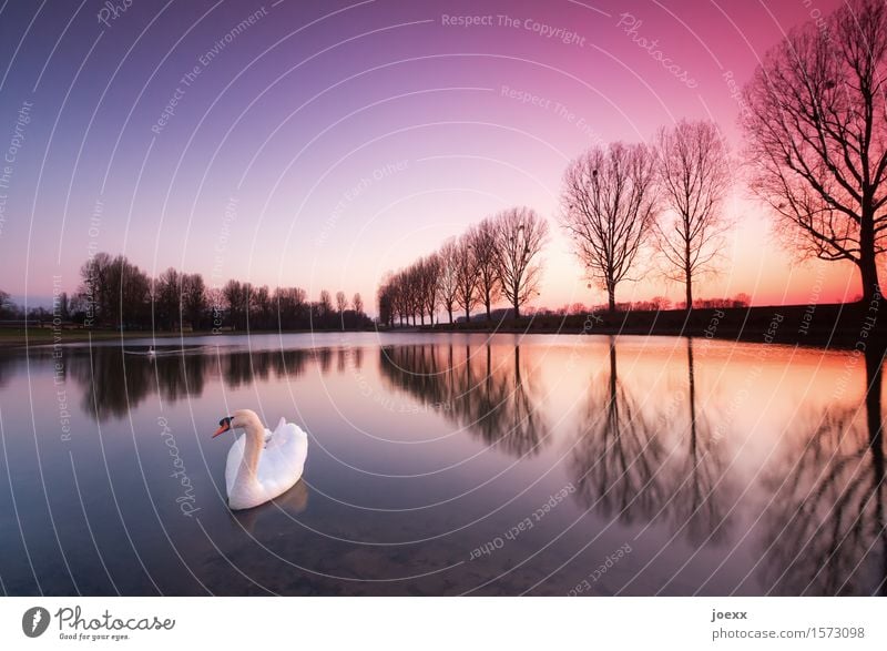 soul Nature Landscape Water Sky Winter Beautiful weather Park Lake Swan 2 Animal Pair of animals Swimming & Bathing Elegant Violet Orange Black White Relaxation