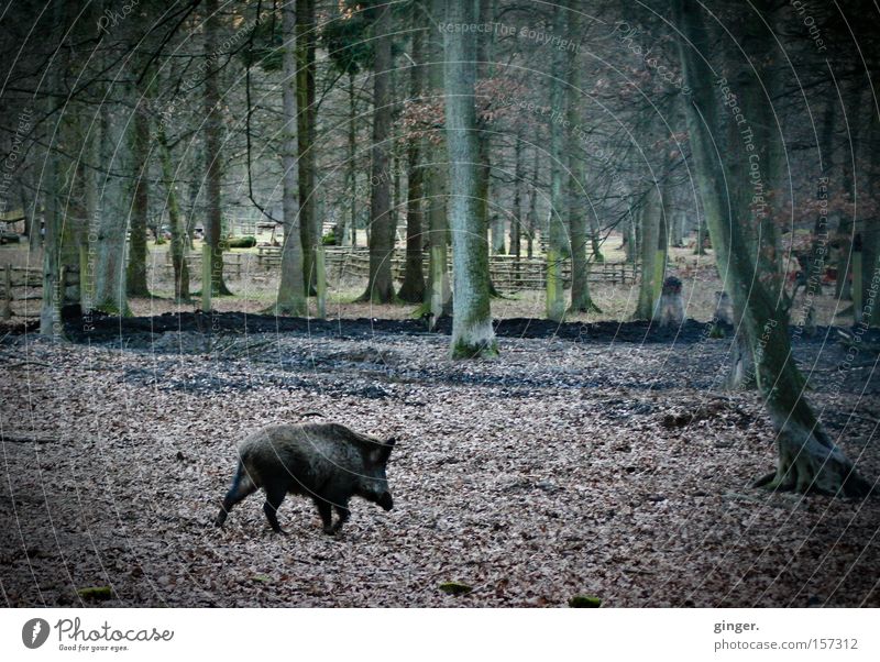 The bastard's leaving! Animal Autumn Tree Leaf Forest Wild animal Walking Dark Brown Green Wild boar Enclosure Escape Tree trunk Mammal Woodground