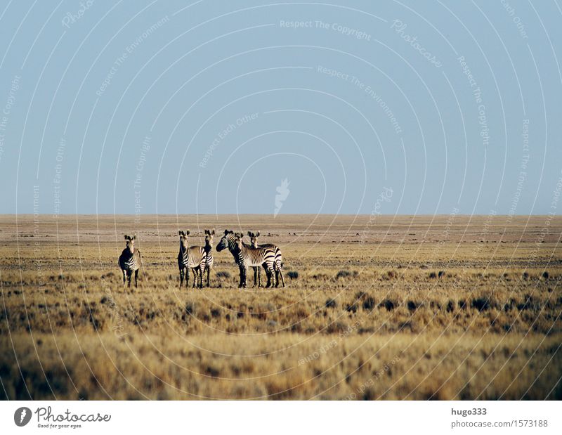 the Observers Exotic Animal Wild animal Zebra 4 Group of animals Herd Animal family Looking Desert Africa Plain Panorama (View) Safari Colour photo