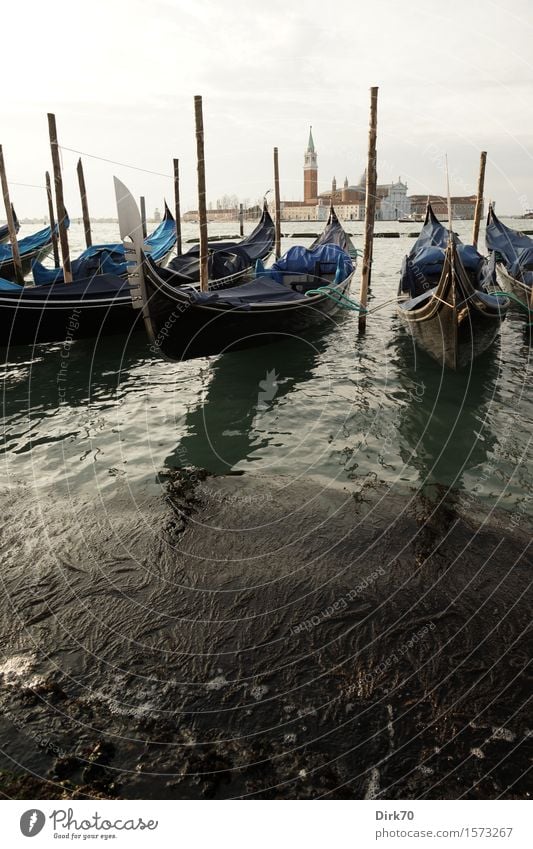 seaweed, water, gondolas Elegant Vacation & Travel Tourism City trip Water Spring Beautiful weather Algae Aquatic plant Waves Coast Ocean Adriatic Sea