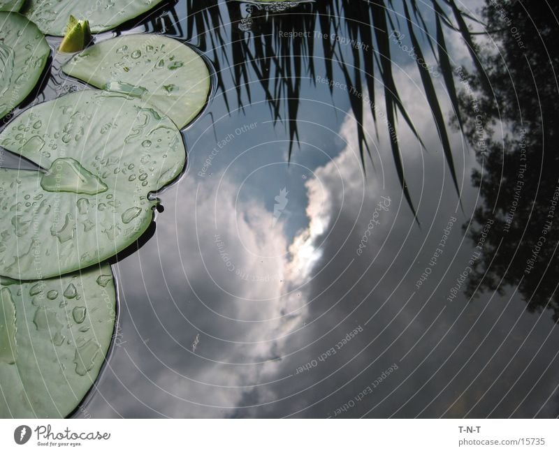 Sky in the pond Water lily Clouds Bad weather sign