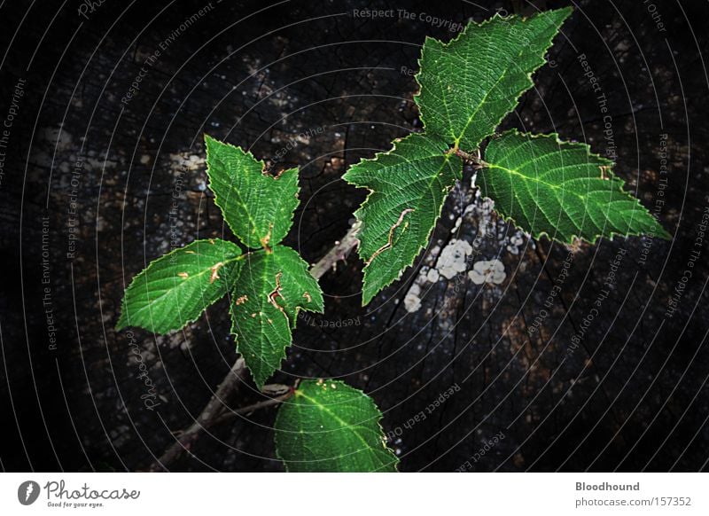 ravages of time Subdued colour Exterior shot Close-up Deserted Copy Space top Copy Space bottom Neutral Background Evening Shadow Contrast Bird's-eye view