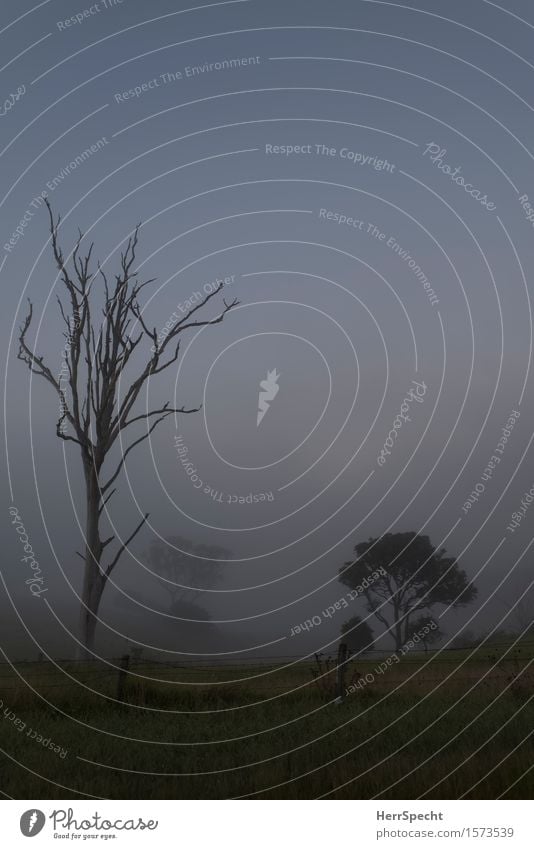 morning of fog Environment Nature Landscape Plant Autumn Beautiful weather Fog Tree Meadow Esthetic Together Dawn Misty atmosphere Loneliness Empty Colour photo