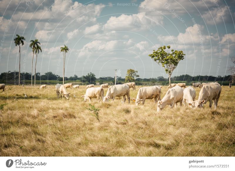 Cuban Prairie Vacation & Travel Tourism Trip Adventure Far-off places Freedom Nature Landscape Elements Sky Climate Climate change Bushes Field Pasture