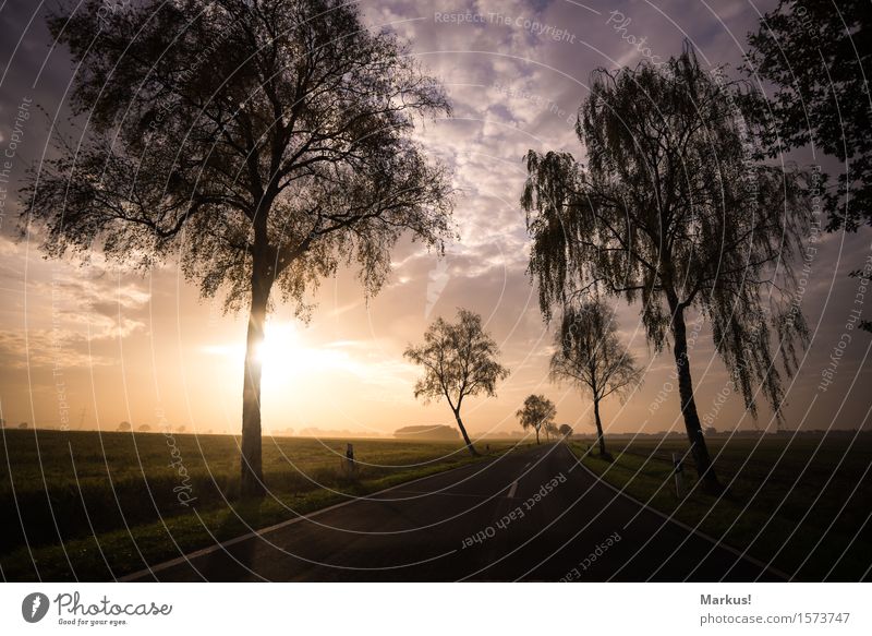 Morning Sun Nature Landscape Sky Clouds Horizon Sunrise Sunset Winter Beautiful weather Tree Field Contentment Warm-heartedness Romance Calm Colour Street