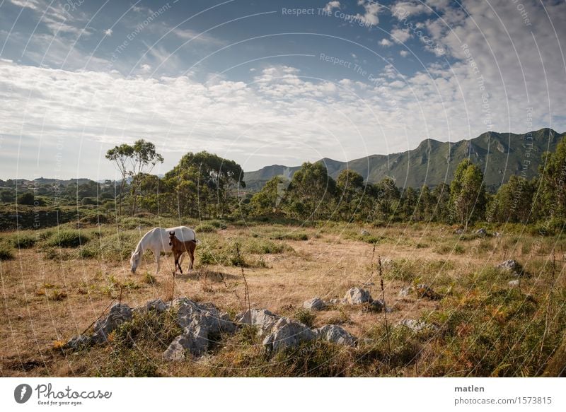 summer Landscape Plant Sky Clouds Horizon Summer Weather Beautiful weather Tree Grass Bushes Meadow Hill Rock Mountain Deserted Animal Pet Horse 2 Baby animal