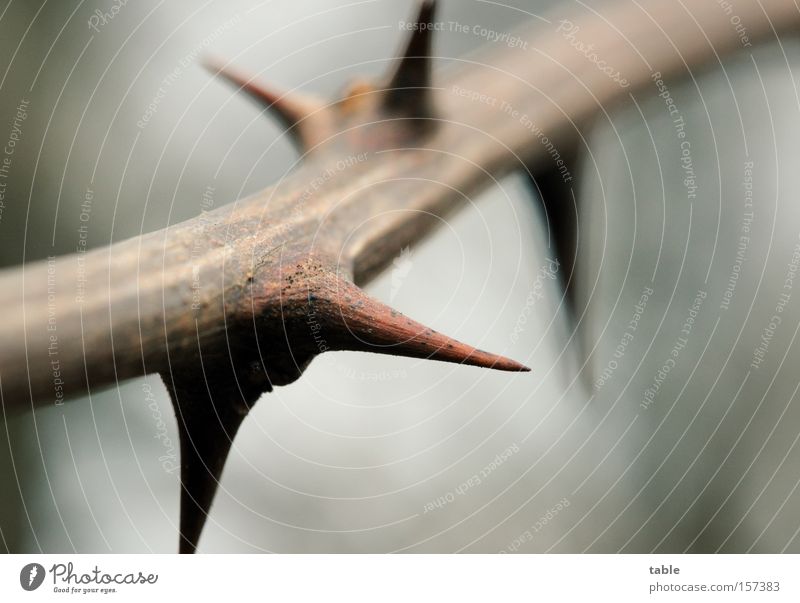 thorny Macro (Extreme close-up) Branch Twig Thorn Winter Point Bleak Gray Green Brown Plant Close-up Emotions