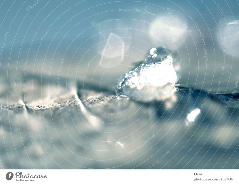 A bit of winter Winter Ice Snow Frost Cold Crystal Diamond Ice crystal Leaf Nature Macro (Extreme close-up) Transparent Blue Fresh Water Glittering Close-up