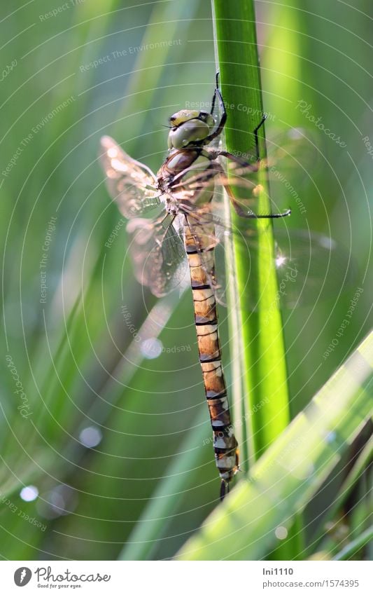 Mosaic damselfly freshly hatched Plant Animal Sun Sunlight Summer Beautiful weather Lakeside Bog Marsh Pond Brook Wild animal Grand piano Dragonfly Exceptional