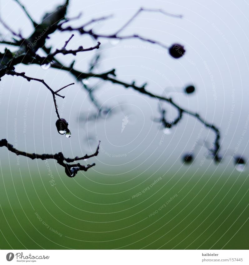 trickle Colour photo Exterior shot Detail Copy Space bottom Copy Space middle Shallow depth of field Central perspective Calm Winter Hiking Nature Landscape