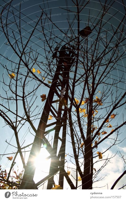 autumn stream Autumn Leaf Sky Lamp Electricity pylon Sun Twig Idyll Seasons Tree Transience Warmth Beautiful Esthetic Nature Life Detail