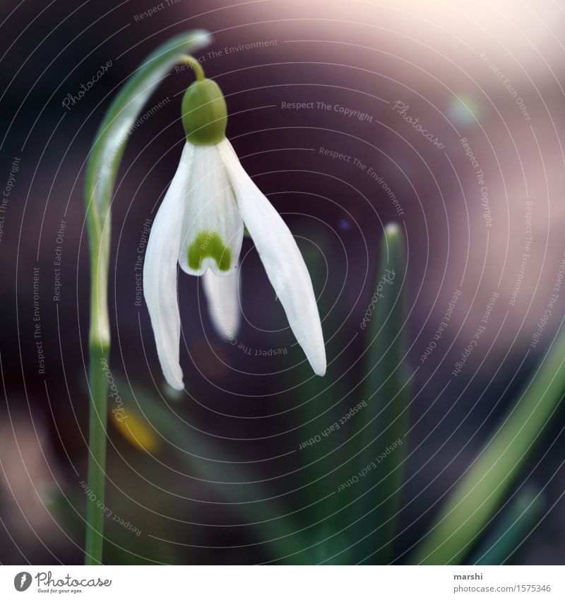 spring messenger Nature Landscape Plant Spring Flower Leaf Blossom Foliage plant Moody Snowdrop Back-light Blossoming Colour photo Exterior shot Close-up Detail