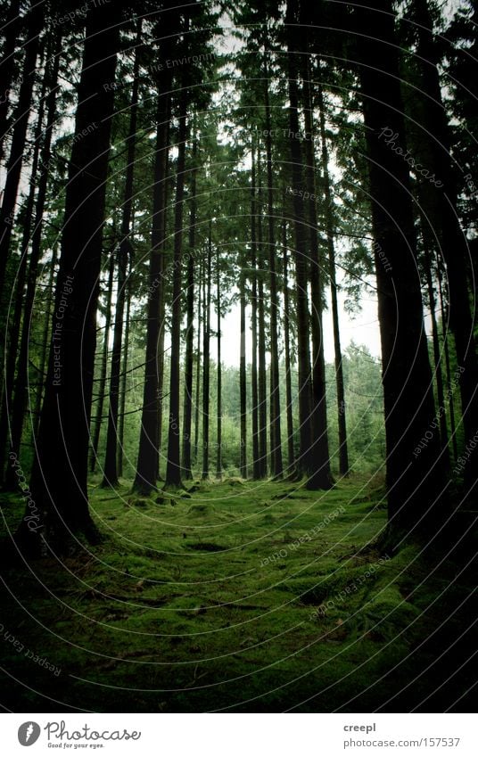 symmetry Forest Nature Green Tree Moss Symmetry Westerwald Loneliness