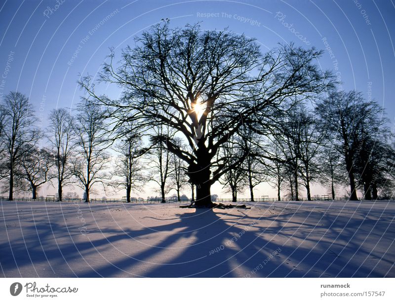 Sunset in winter Tree White Snow Winter Light (Natural Phenomenon) Ice Landscape Cold Forest Plant light effect seasonal polar Silhouette