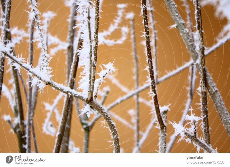 Salmon Winter Neuchatel Switzerland Frozen Branchage Frost Ice Natur Beautiful Snow