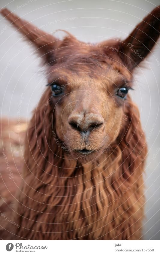 Lady Lama Glama Llama Camel Brown Animal Head Looking Eyes Pelt Beautiful Zoo Mammal Animal face Animal portrait Looking into the camera Forward Petting zoo