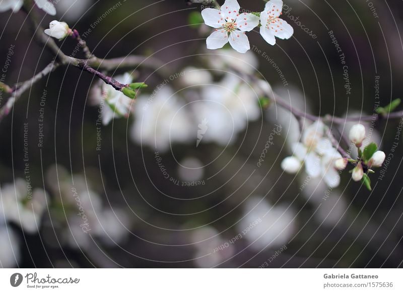 early morning Nature Plant Spring Blossom Fruit trees Yellow plum Beautiful White Beginning Elegant Blossoming twigs Twig Plantlet Subdued colour Exterior shot