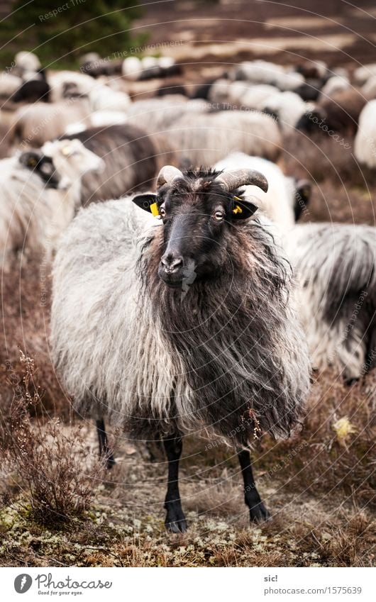 ram Vacation & Travel Environment Nature Landscape Heathland Luneburg Heath wendland Nemitzer Heath Farm animal Sheep Flock 1 Animal Herd Authentic Uniqueness