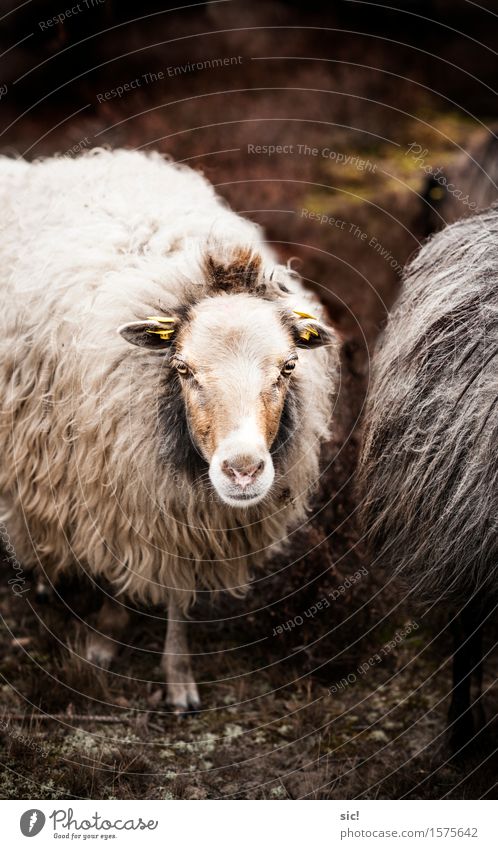 sheep Spring Heathland Luneburg Heath wendland Nemitzer Heath Animal Farm animal Animal face Pelt Sheep 1 Sadness Authentic Natural Town Soft Brown White