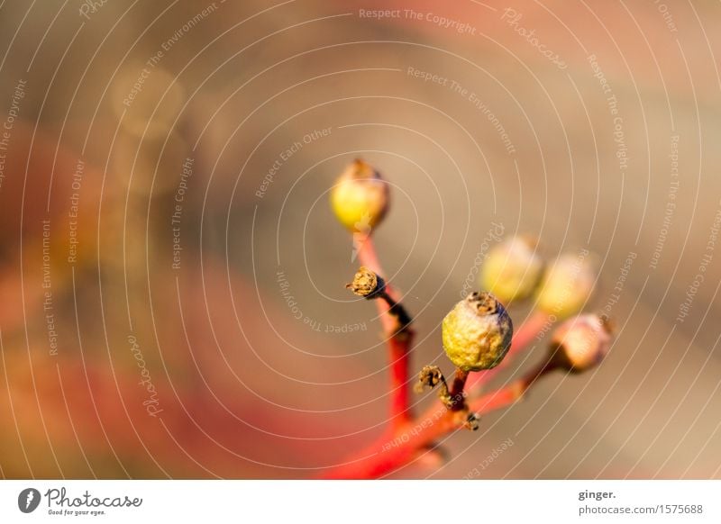 Winter Boehmels Nature Plant Beautiful weather Bushes Brown Yellow Red greenish Bud Branch Withered Blur Smear Round Small Upward Progress Colour photo