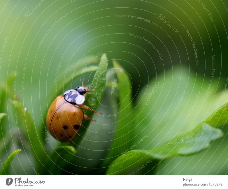 Freshly hatched... Environment Nature Plant Animal Summer Bushes Leaf Hibiscus Garden Beetle Ladybird 1 Crawl Uniqueness Small Natural Green Red Black White