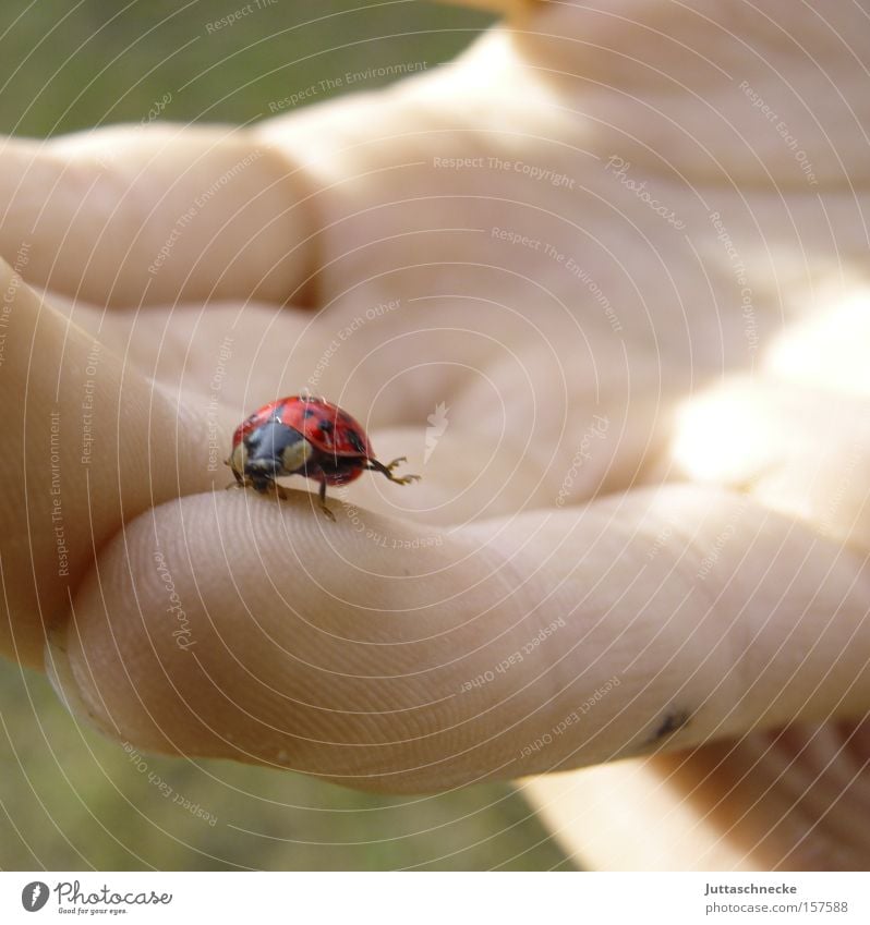 The first this year Ladybird Seven-spot ladybird Happy Spring Beetle Insect Trust Safety (feeling of) Gymnastics Hand Fingers Joy Juttas snail