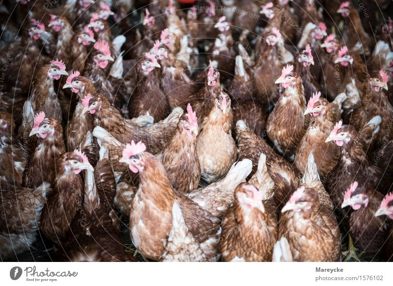 fowls Animal Farm animal Bird Group of animals Feeding Brown KAG Freiland Barn Poultry farm chicken chicken factory Colour photo Interior shot Deserted