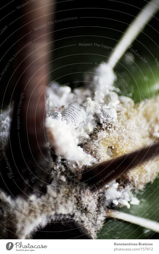 severe infestation Colour photo Close-up Macro (Extreme close-up) Deserted Day Shadow Shallow depth of field Plant Cactus Thorn Animal mealybug Disgust Small