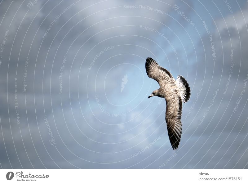 BirdPerspective Sky Clouds Beautiful weather Seagull Flying Hunting Esthetic Watchfulness Caution Serene Patient Calm Contentment Discover Resolve Expectation