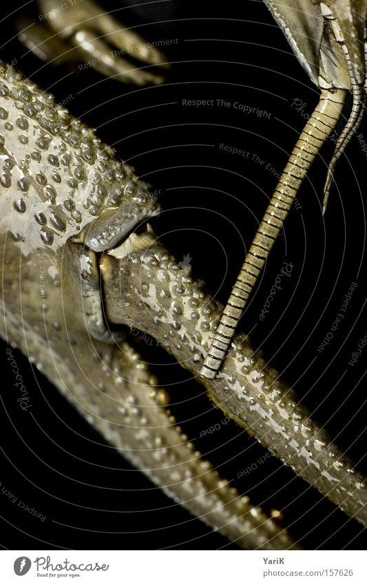 nutcrackers Claw Feeler Armor-plated Shell Hard Prongs Set of teeth Chitin Contrast Black Animal Macro (Extreme close-up) Near Detail Shellfish Crawfish