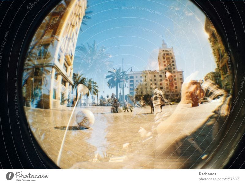 I'LL GIVE YOU A HISS. Vacation & Travel Sun Joy Palm tree Spain South Warmth Summer Hot Lomography Fisheye