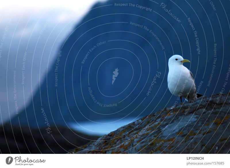 What are you looking at? Vacation & Travel Tourism Far-off places Freedom Ocean Mountain Nature Animal Water Bird 1 Observe To enjoy Beautiful Blue Red Happy