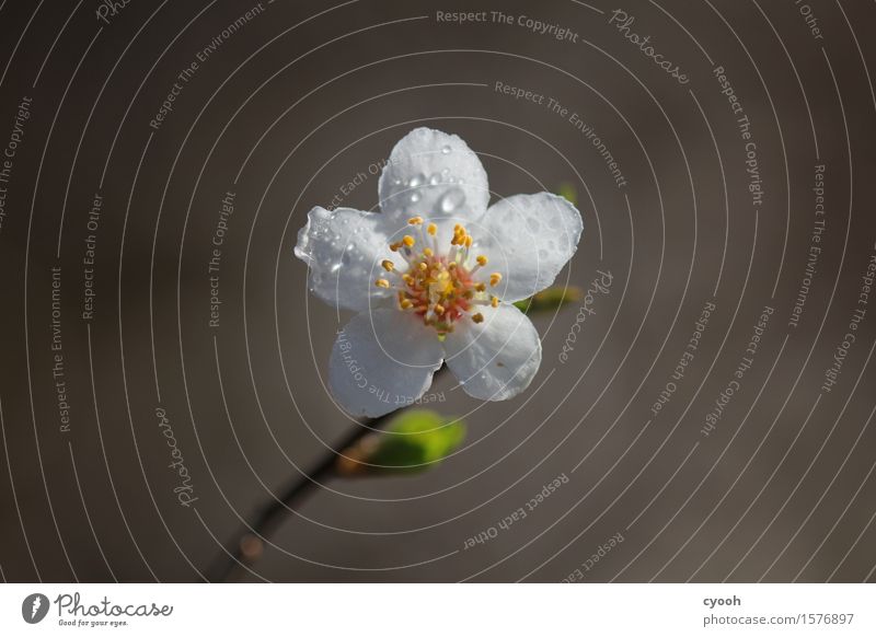 from grey to colourful Nature Plant Drops of water Spring Tree Flower Blossom Blossoming Growth Fragrance Fresh Bright New Positive Round Soft Yellow White