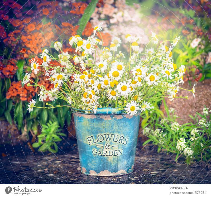 Bucket with daisies over flowers garden background Style Design Summer Living or residing Garden Decoration Nature Plant Sunlight Spring Autumn