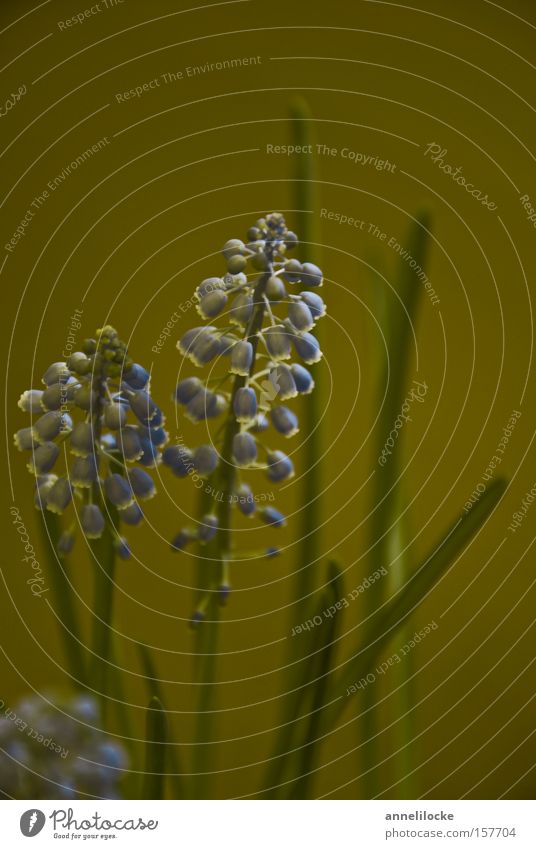 very quiet Environment Nature Plant Spring Flower Blossom Park Sphere Dark Blue Green Muscari Smooth Velvet Colour photo Interior shot Close-up Copy Space top