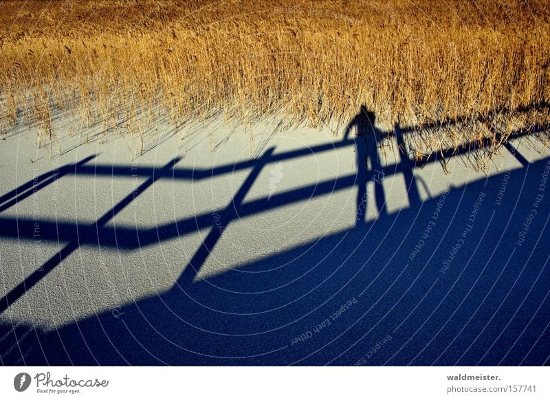 shadow man Ice Snow Winter Shadow Human being Photographer Common Reed Reeds Cold