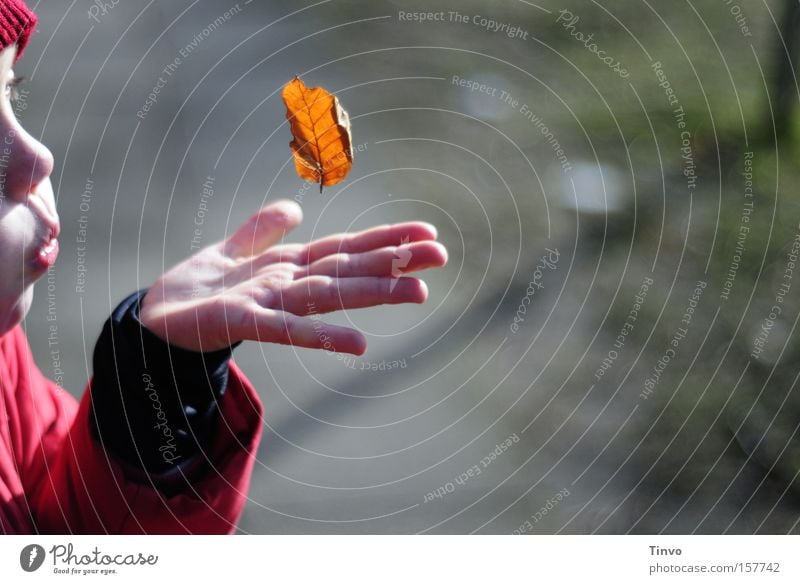 a single moment with you Child Girl Leaf Autumn Blow Weightlessness Childlike Precious Children`s hand Peace played Snapshot