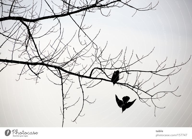 breakup Branch Twig Bird Winter Raven birds Cold Departure Beautiful Beginning Aviation Wing Gray Black