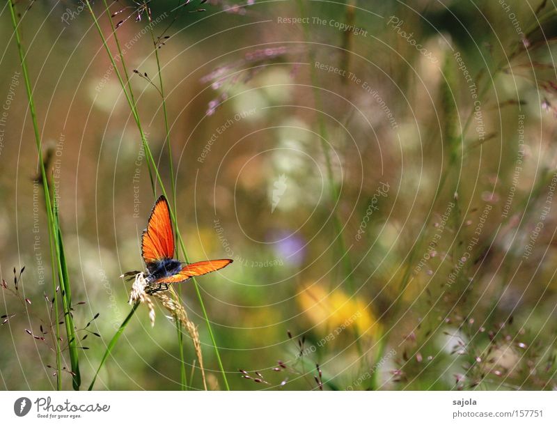 alpine meadow Summer Nature Plant Animal Flower Grass Meadow Alps Butterfly Wing 1 Sit Wait Esthetic Optimism Sustainability Environment Insect Alpine pasture