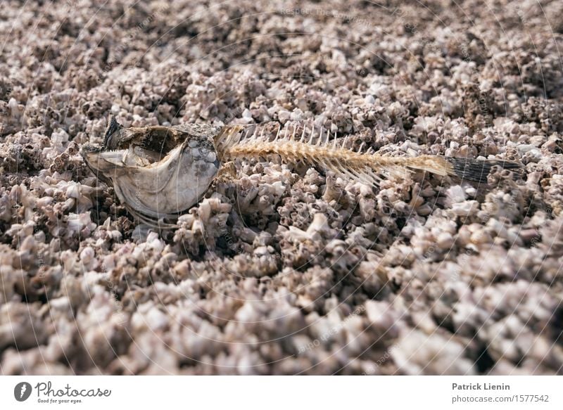 dead fish Life Vacation & Travel Expedition Summer Beach Environment Nature Animal Drought Coast Lake Desert Wild animal Dead animal Fish 1 Bizarre Uniqueness