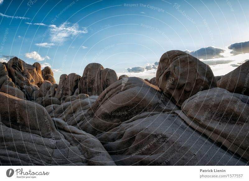 Joshua Tree National Park Beautiful Life Harmonious Well-being Contentment Senses Relaxation Vacation & Travel Adventure Far-off places Expedition Summer