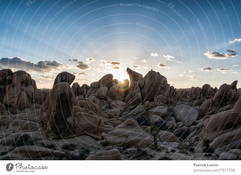 Joshua Tree National Park Beautiful Harmonious Well-being Senses Relaxation Vacation & Travel Adventure Far-off places Expedition Summer Sun Mountain