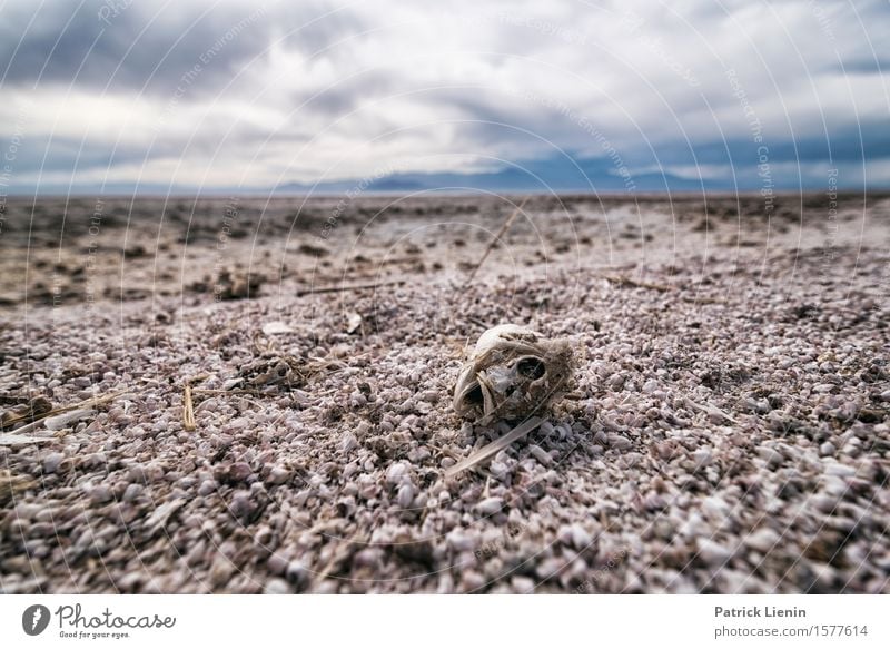 Dead Fish Beautiful Life Vacation & Travel Adventure Far-off places Expedition Summer Beach Mountain Environment Nature Landscape Elements Sky Clouds Horizon