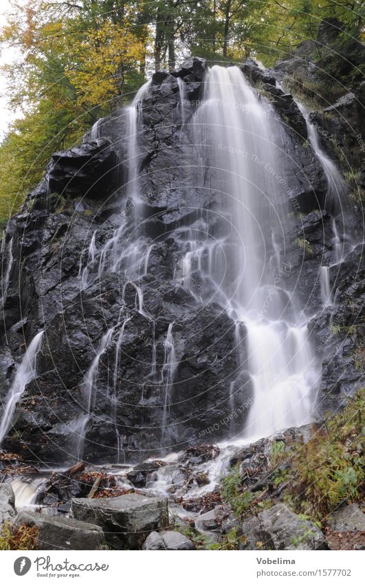 Radau waterfall Nature Landscape Water Autumn Brook Waterfall Brown Gray Green Black White bad harzburg Harz Mountain stream Colour photo Exterior shot Day