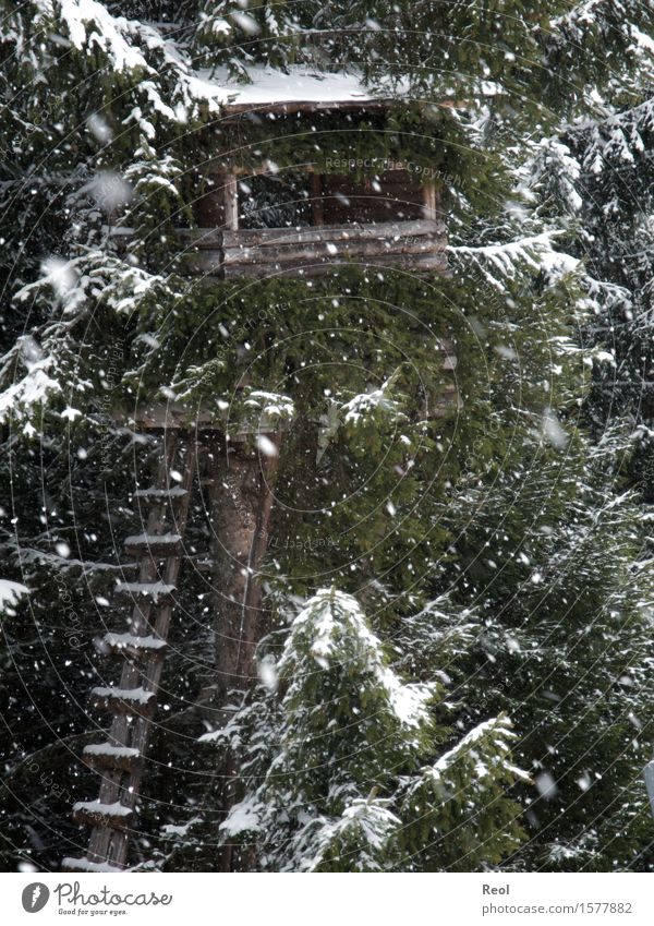 snow Nature Landscape Elements Winter Climate Snow Plant Wild plant Fir tree Forest Coniferous forest Hunting Blind Dark Wood Chopping board Ladder