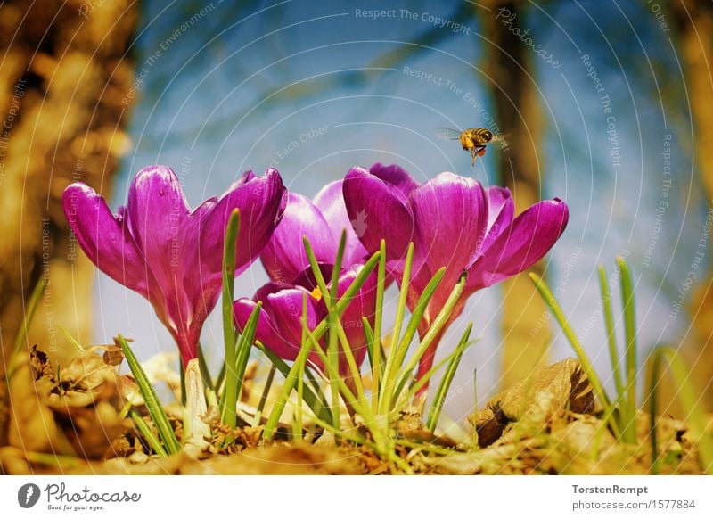 Crocus with bee Plant Spring Flower Blossom Garden Park Fragrance Violet Pink Bee Iridaceae vintage flowers Close-up Orange Colour photo Exterior shot Day