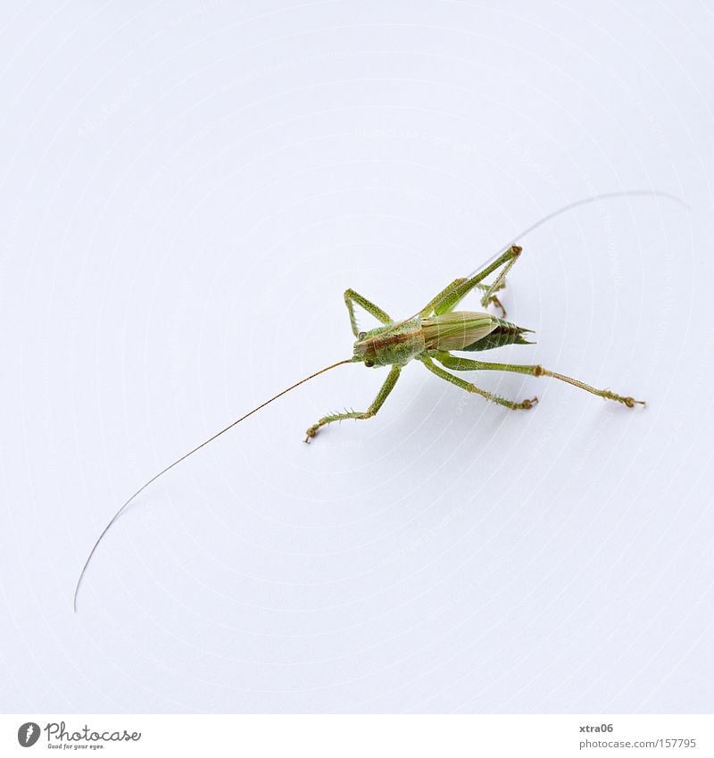 "grill "picnic House cricket Insect Living thing Green Salto Bird's-eye view Feeler Looking