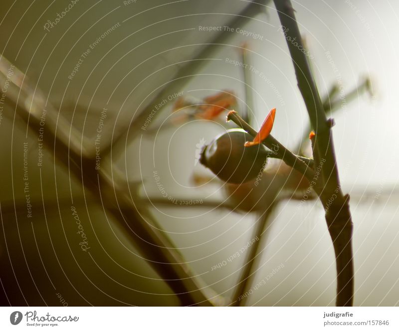 rose hip Rose hip Twig Bushes Nature Winter Bleak Gloomy Cold Environment Fruit Colour Dog rose